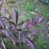 Vitex agnus-castus
